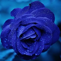 Blue Rose of Happiness!