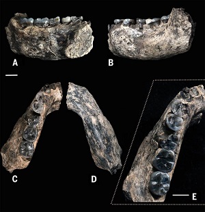 The famous Ethiopia jawbone, 2.8 million years old at www.BlissfulVisions.com