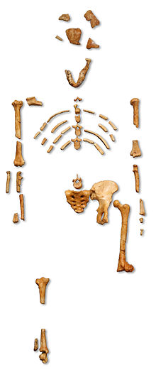 Lucy the Skeleton, 3.2 million years old at www.BlissfulVisions.com